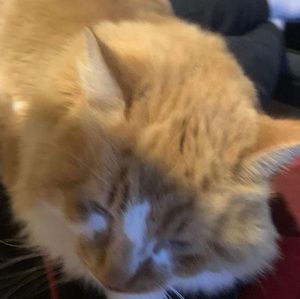 Meet your Posher, Bob